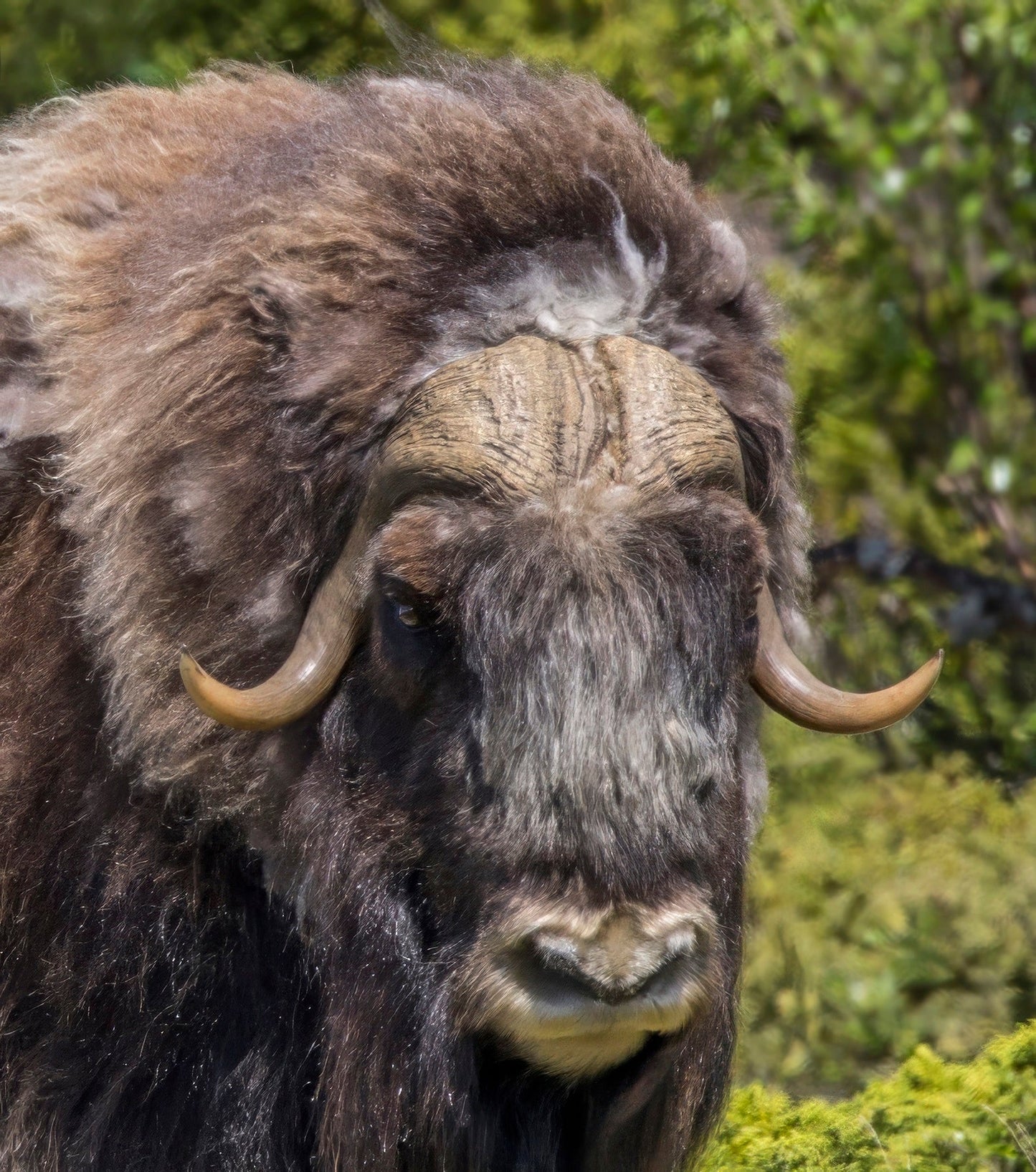 Arcic Musk Ox Muskox Muskoxen Glossy Poster Picture Photo Print Banner Conversationprints