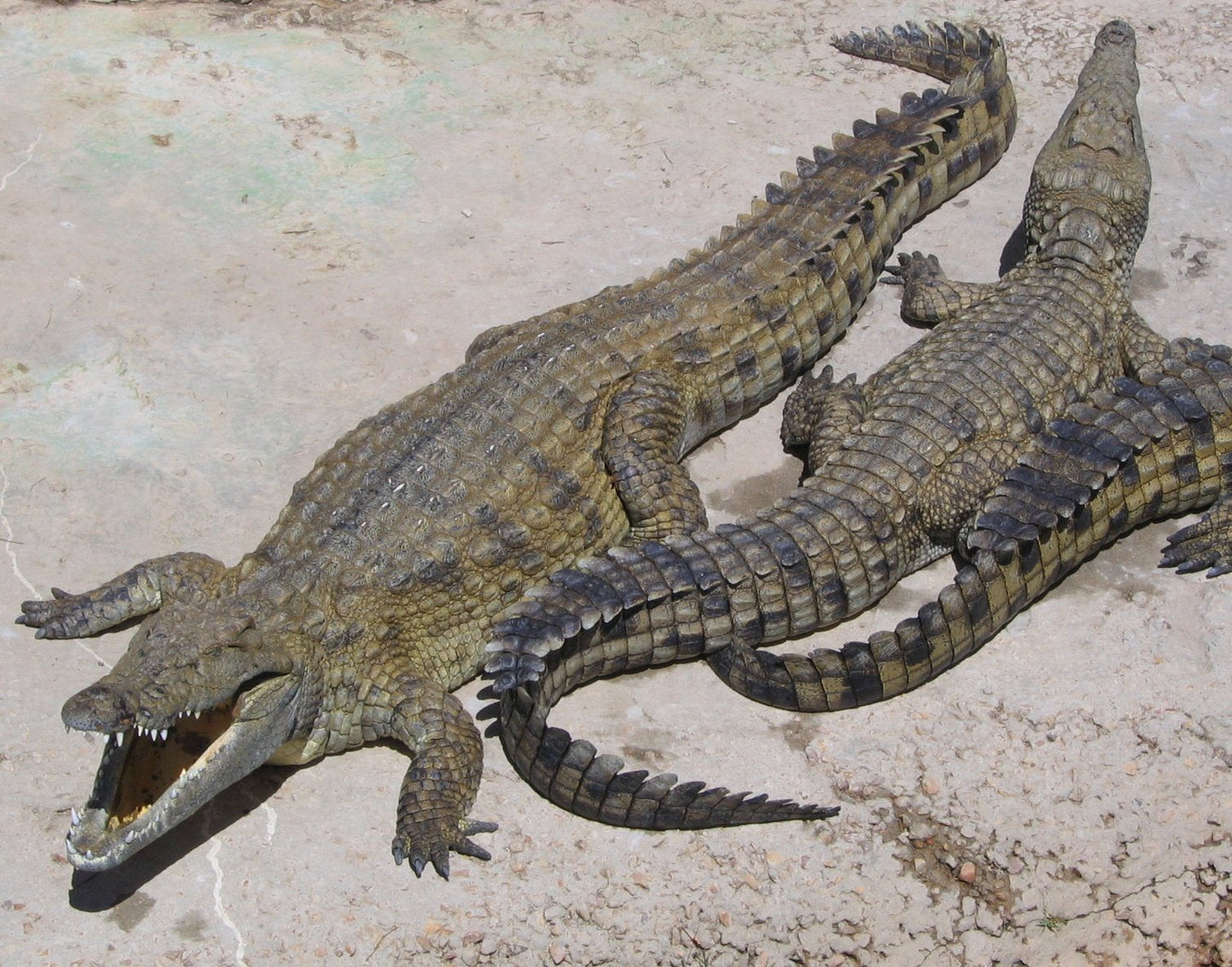 Nile Crocodile Glossy Poster Picture Photo Print Banner Conversationprints