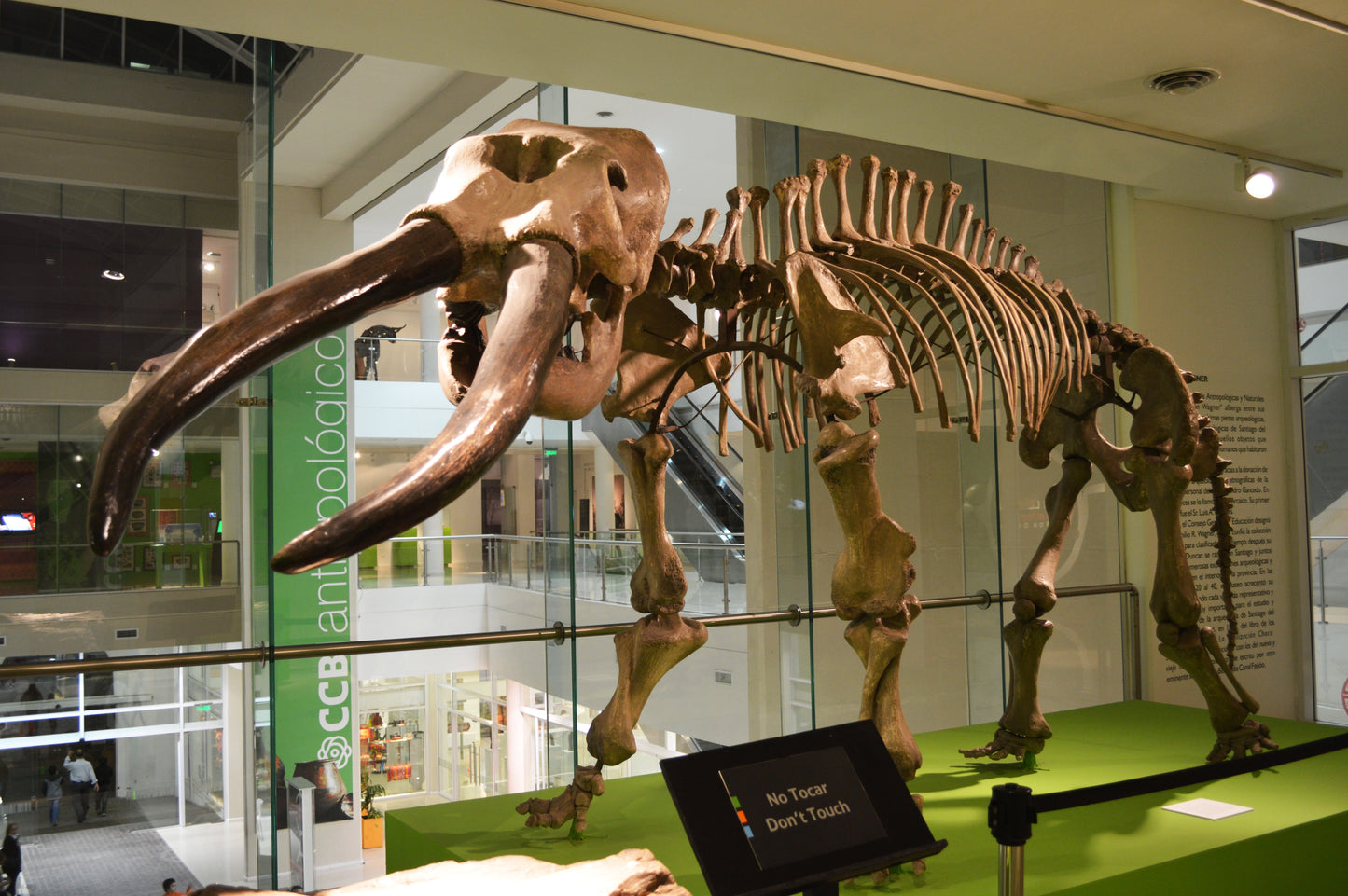 Extinct Notiomastodon Bones Glossy Poster Picture Photo Print Banner Conversationprints