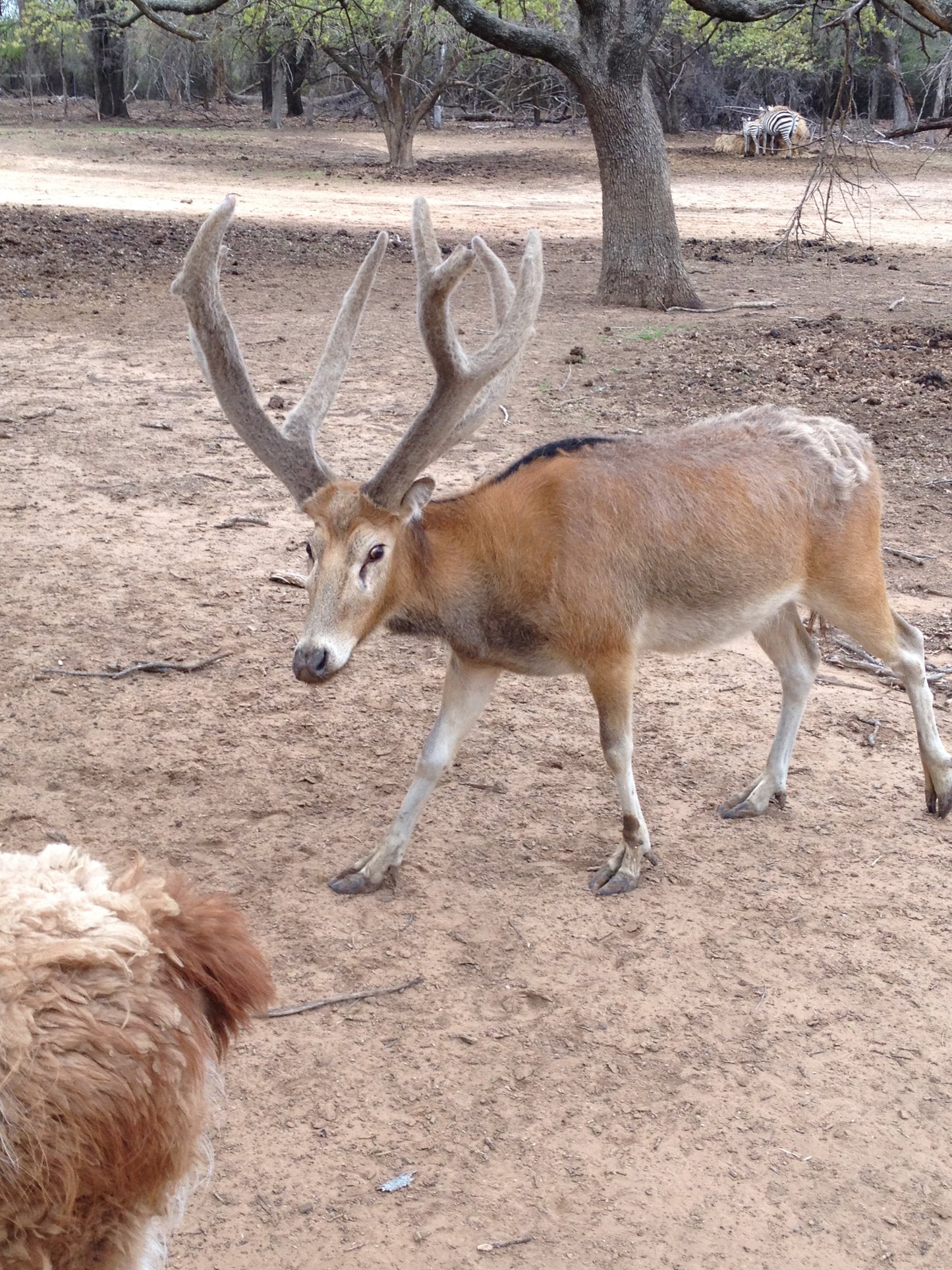 Pere David'S Deer Glossy Poster Picture Photo Print Banner Conversationprints