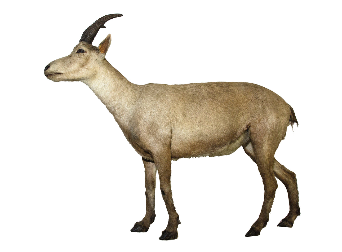 Extinct Pyrenean Ibex Bucardo Glossy Poster Picture Photo Print Banner Conversationprints
