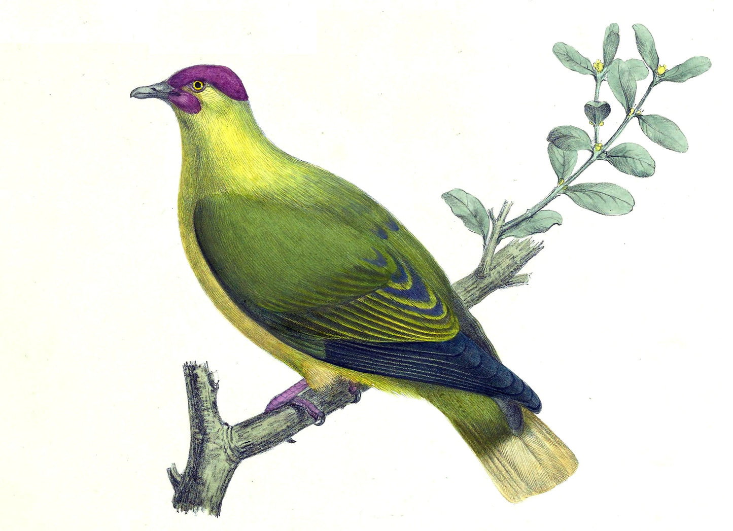 Extinct Red Moustached Fruit Dove Glossy Poster Picture Photo Print Banner Conversationprints