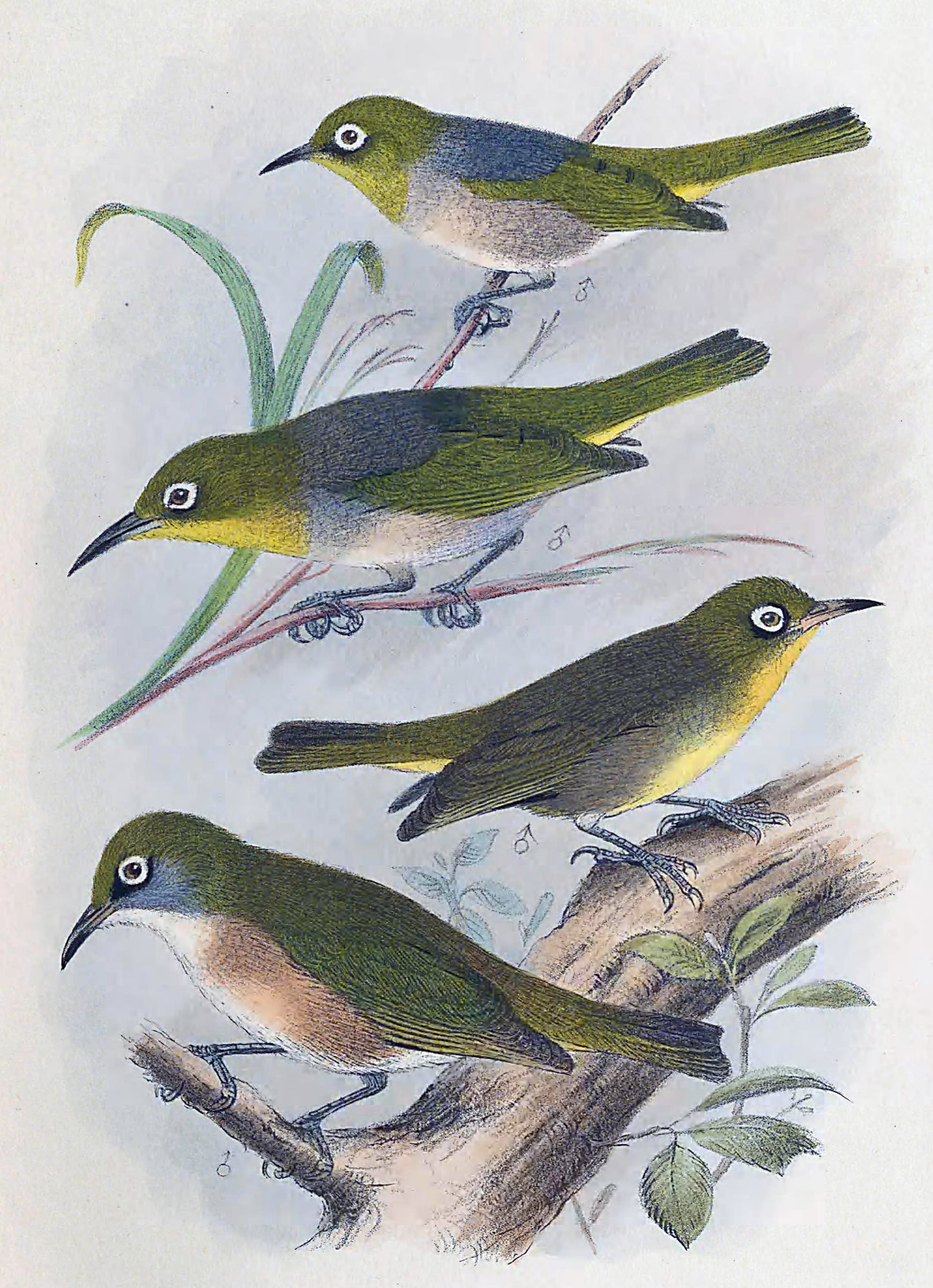 Extinct Robust White Eye Bird Glossy Poster Picture Photo Print Banner Conversationprints