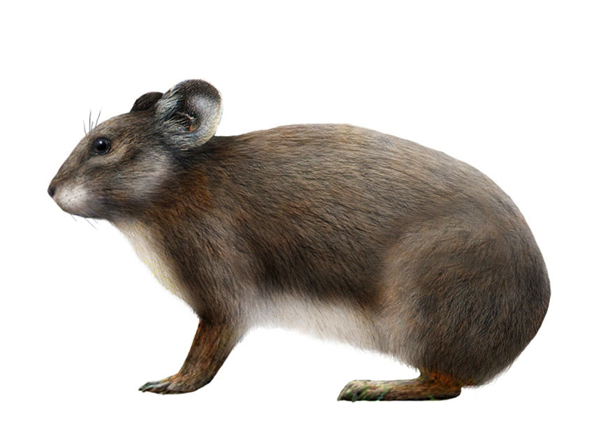 Extinct Sardinian Pika Glossy Poster Picture Photo Print Banner Conversationprints