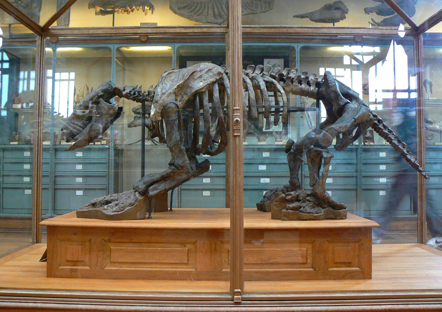 Scelidotherium Ground Sloth Bones Glossy Poster Picture Photo Print Banner Conversationprints