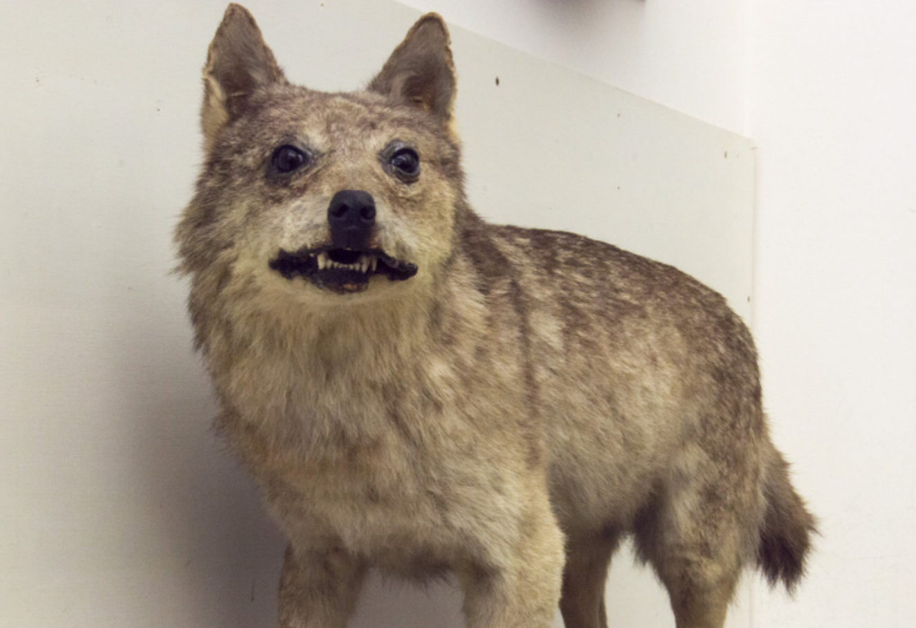 Extinct Sicilian Wolf Glossy Poster Picture Photo Print Banner Conversationprints