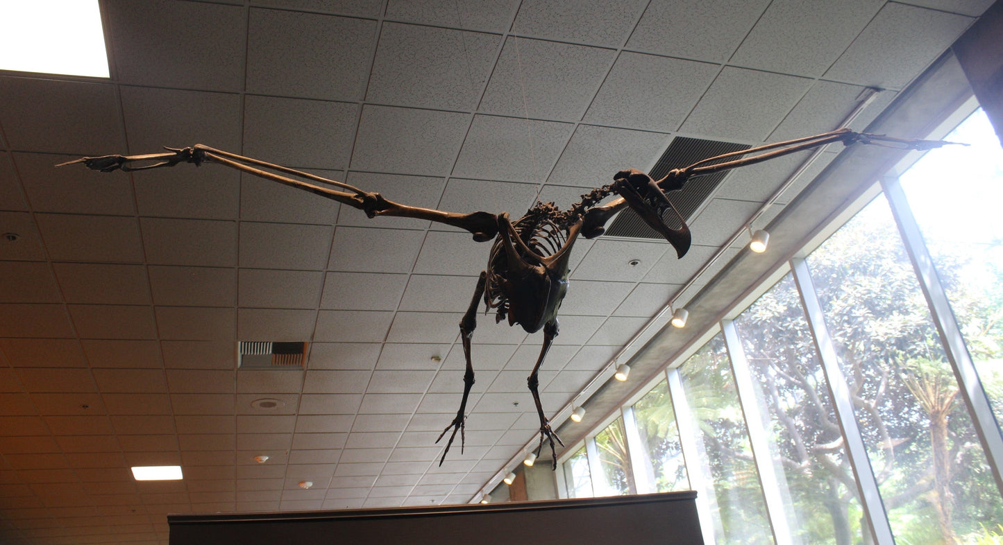 Extinct Teratornis Bones Glossy Poster Picture Photo Print Banner Conversationprints