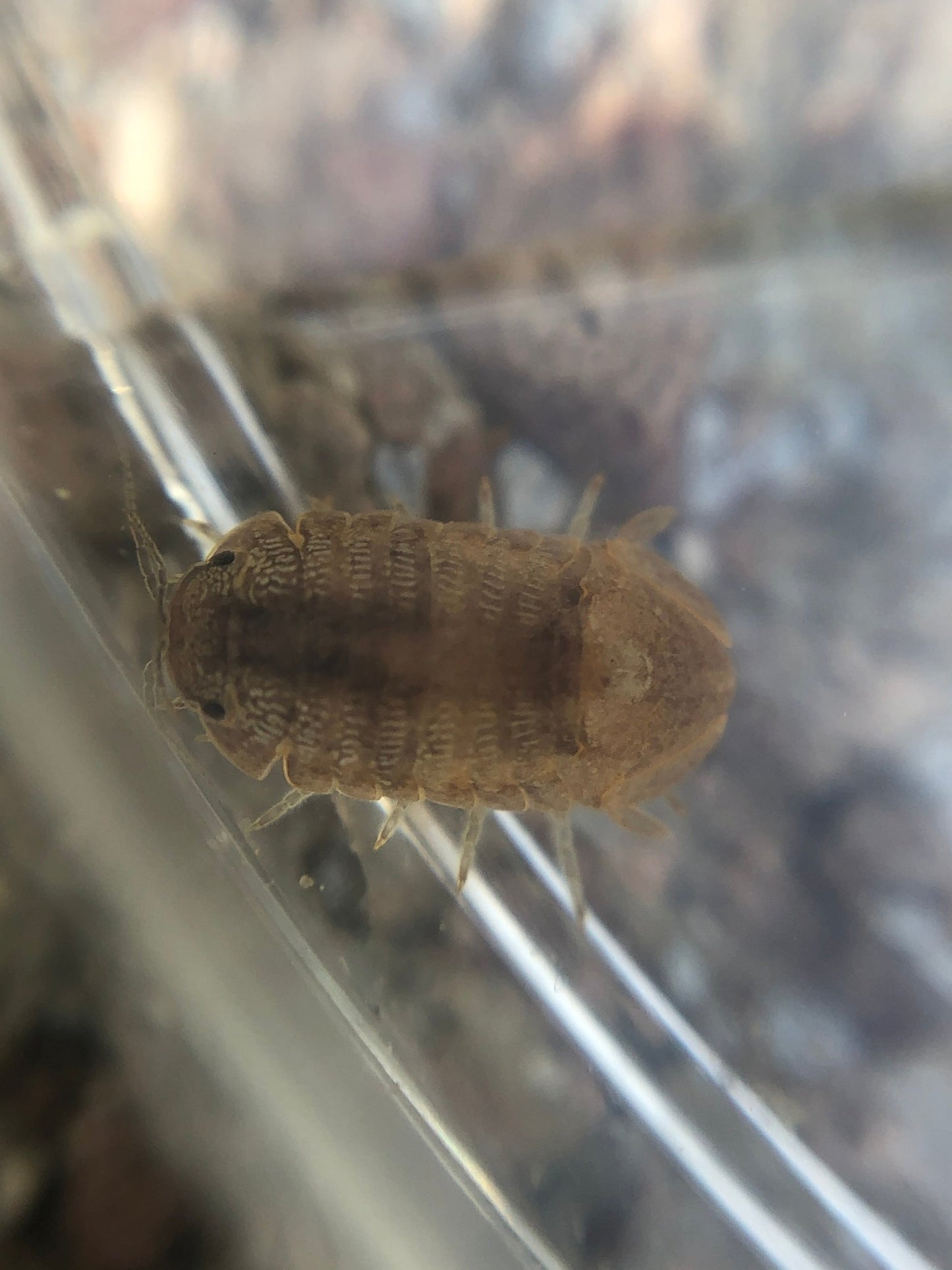 Thermosphaeroma Thermophilum Glossy Poster Picture Photo Print Banner Conversationprints