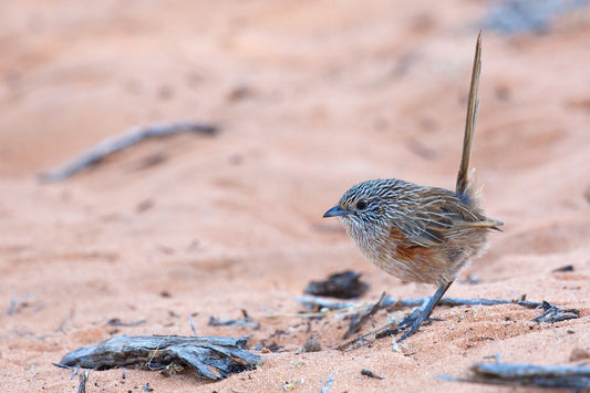 Western Grasswren Bird Glossy Poster Picture Photo Print Banner Conversationprints