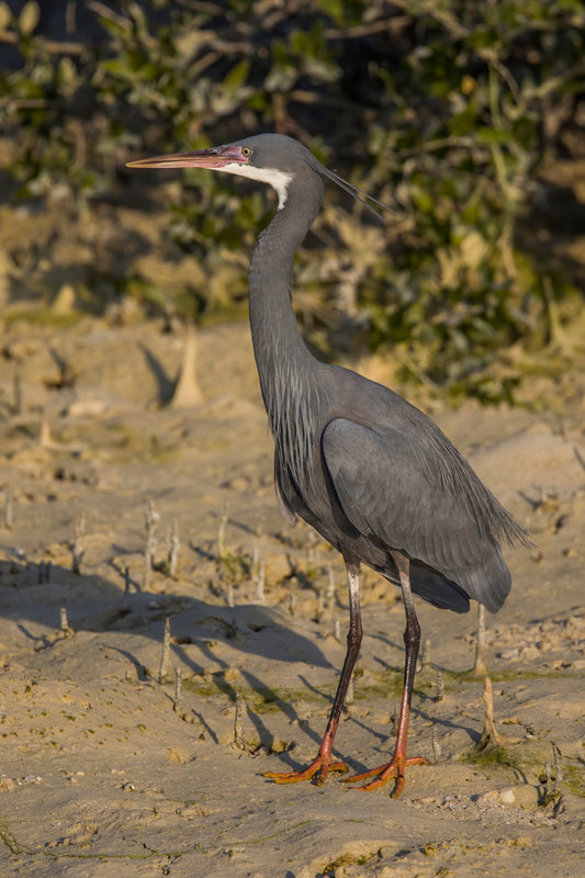 Western Reef Heron Gangly Heron Glossy Poster Picture Photo Print Banner Conversationprints