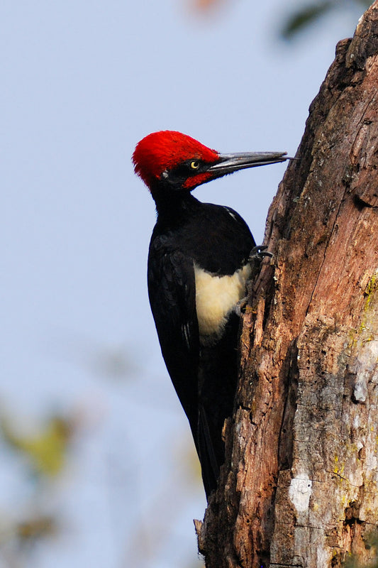 White Bellied Woodpecker Bird Glossy Poster Picture Photo Print Banner Conversationprints