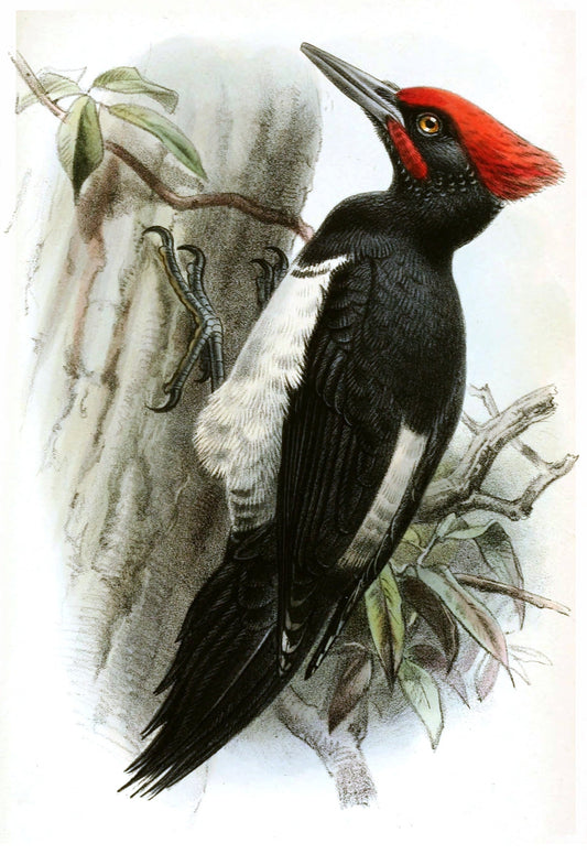 White Bellied Woodpecker Asia Glossy Poster Picture Photo Print Banner Conversationprints