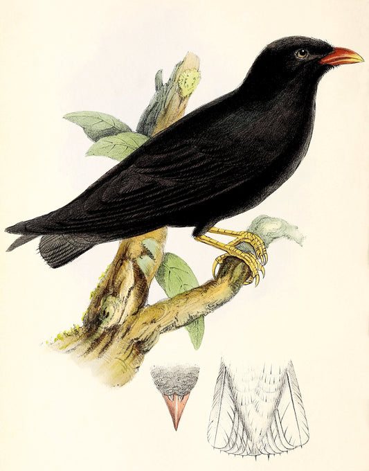 White Eyed River Martin Bird Glossy Poster Picture Photo Print Banner Conversationprints