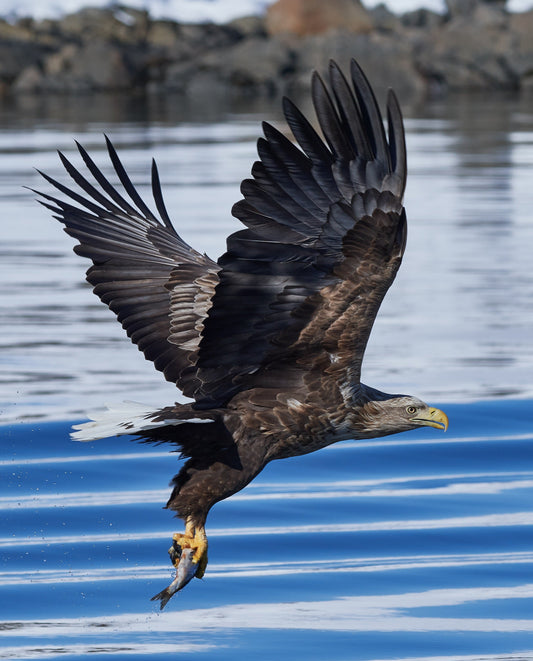 White Tailed Eagle Flying Water Glossy Poster Picture Photo Print Banner Conversationprints