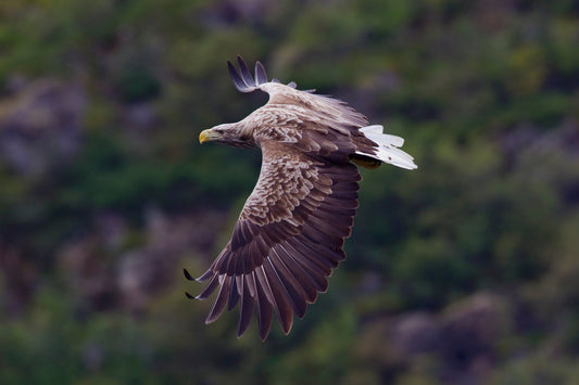 White Tailed Eagle Flying Bird Glossy Poster Picture Photo Print Banner Conversationprints