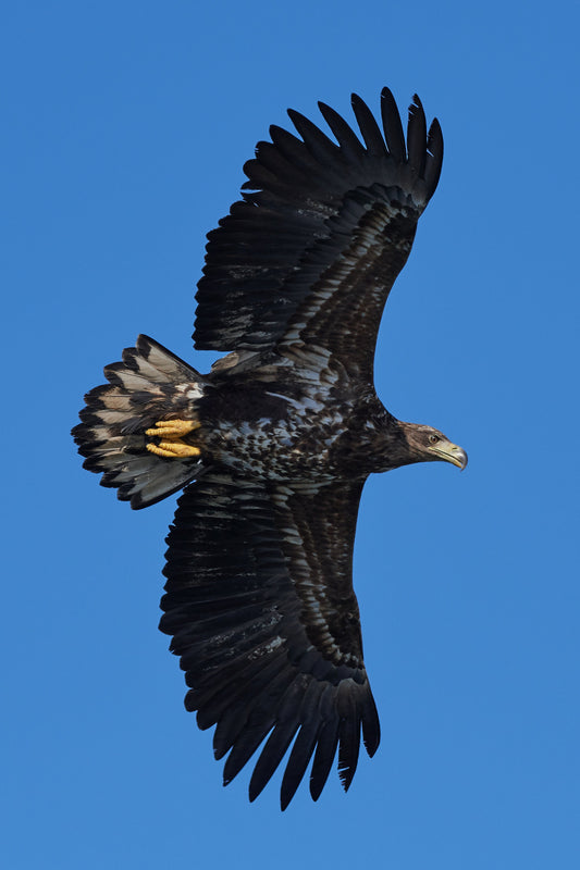 White Tailed Eagle Bird Of Prey Glossy Poster Picture Photo Print Banner Conversationprints