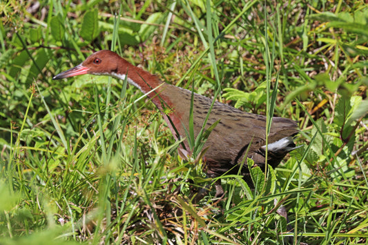 White Throated Rail Glossy Poster Picture Photo Print Banner Conversationprints
