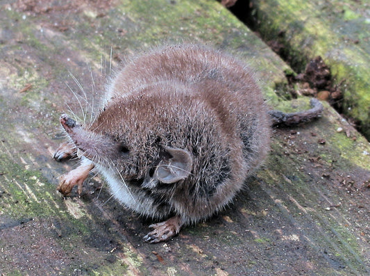 White Toothed Shrews Glossy Poster Picture Photo Print Banner Conversationprints