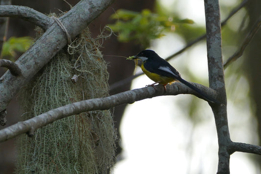 White Winged Apalis Bird Glossy Poster Picture Photo Print Banner Conversationprints