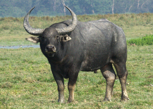 Wild Water Buffalo Asian Buffalo Glossy Poster Picture Photo Print Banner Conversationprints