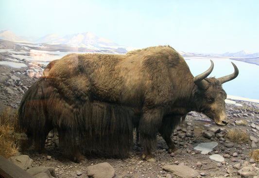 Wild Yak Himalayas Glossy Poster Picture Photo Print Banner Conversationprints