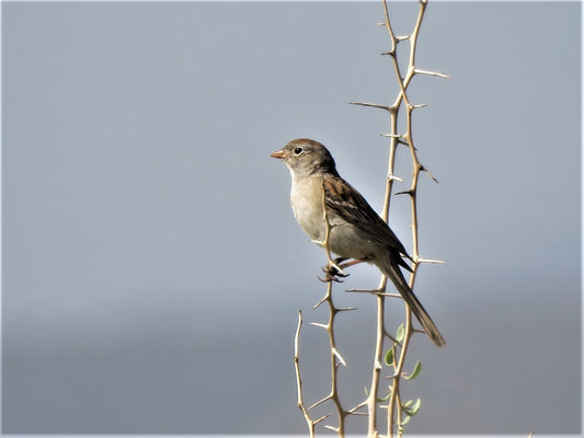 Worthen'S Sparrow Bird Mexico Glossy Poster Picture Photo Print Banner Conversationprints