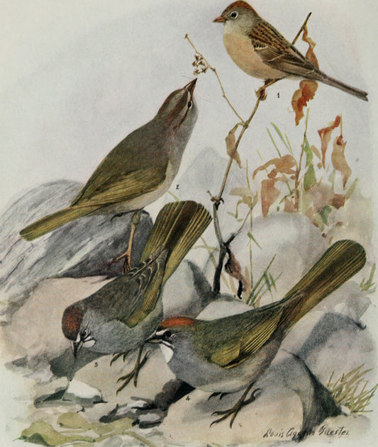Worthen'S Sparrow Birds Glossy Poster Picture Photo Print Banner Conversationprints