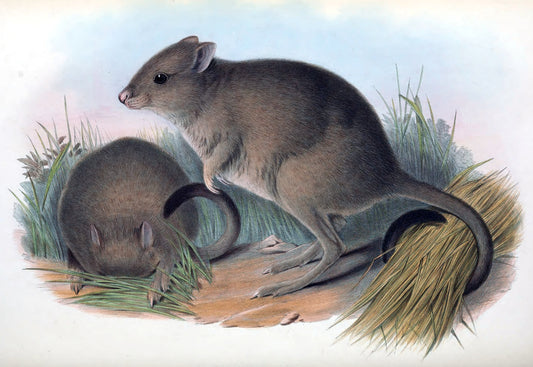Woyle Brush Tailed Bettong Glossy Poster Picture Photo Print Banner Conversationprints