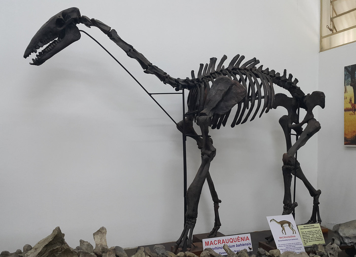 Extinct Xenorhinotherium Bones Glossy Poster Picture Photo Print Banner Conversationprints
