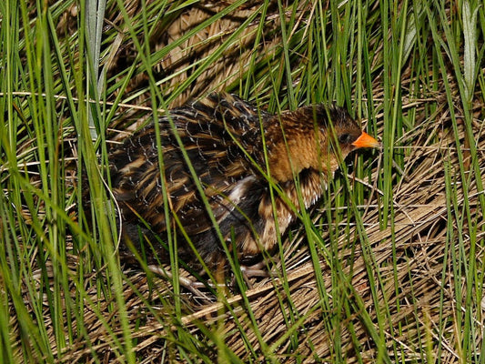 Yellow Rail Bird Glossy Poster Picture Photo Print Banner Conversationprints