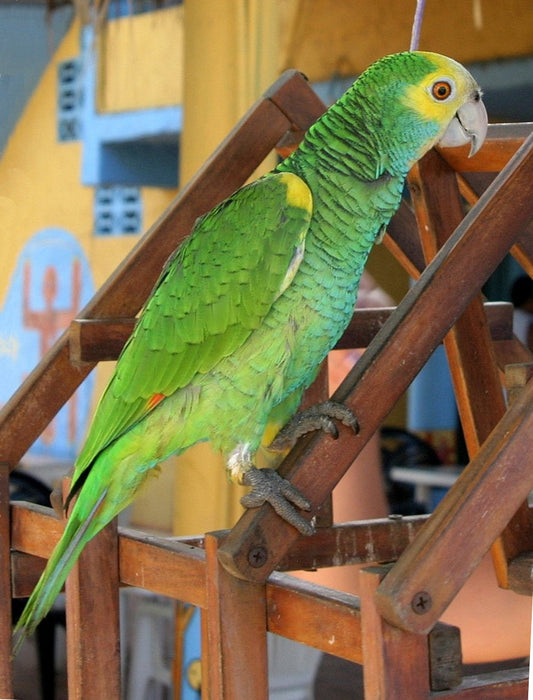 Yellow Shouldered Amazon Bird Glossy Poster Picture Photo Print Banner Conversationprints