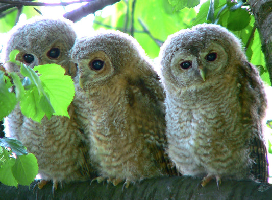 Tawny Owl Owlet Chicks Glossy Poster Picture Photo Print Banner Conversationprints