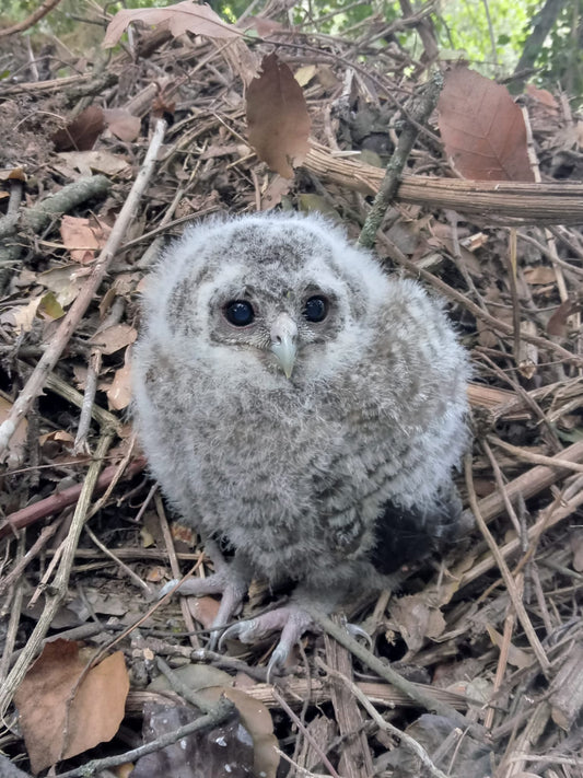 Tawny Owl Chick Owlet In Nest Glossy Poster Picture Photo Print Banner Conversationprints