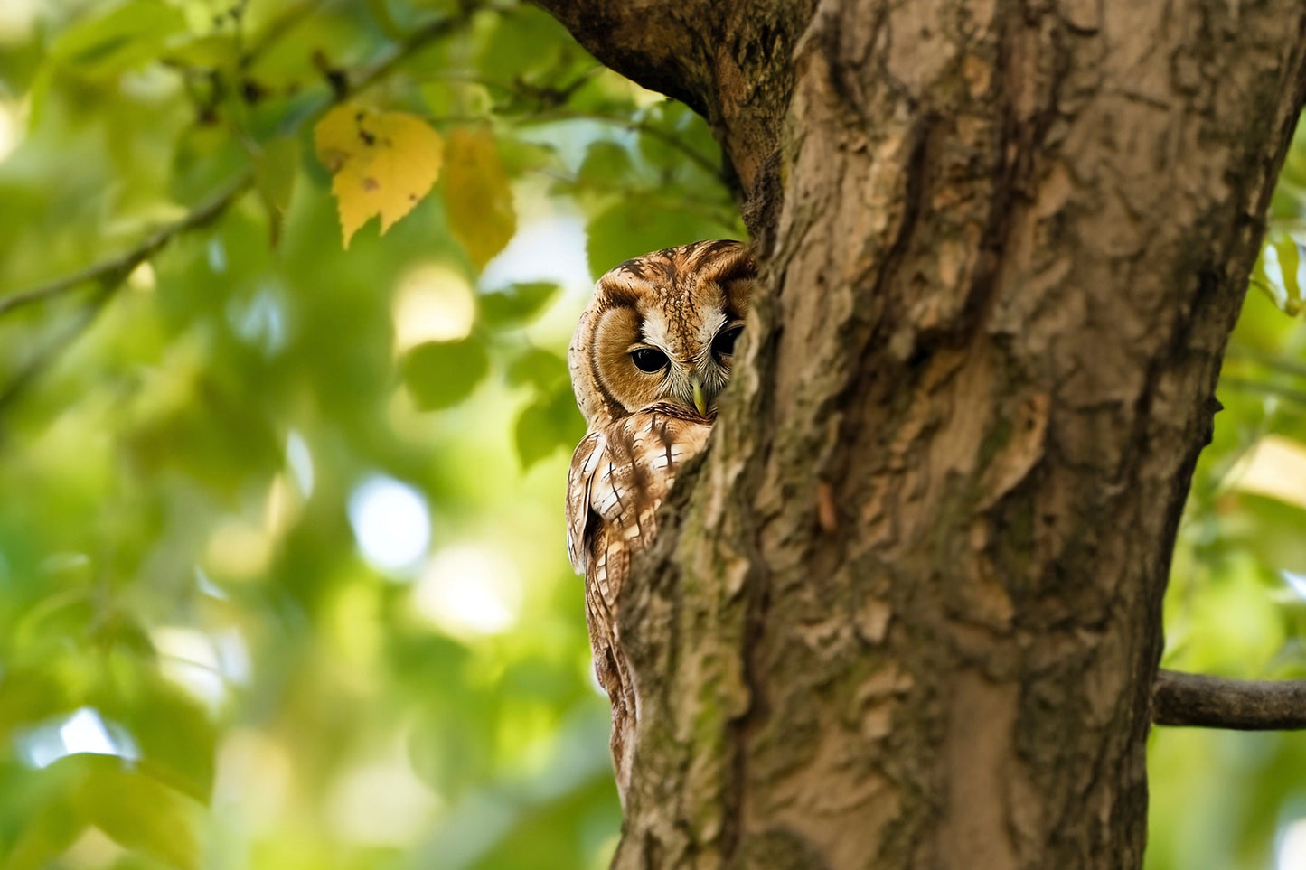 Tawny Owl In Tree Glossy Poster Picture Photo Print Banner Conversationprints