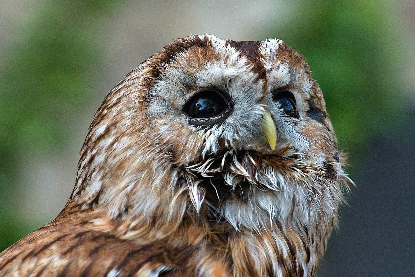 Tawny Owl European Bird Of Prey Glossy Poster Picture Photo Print Banner Conversationprints