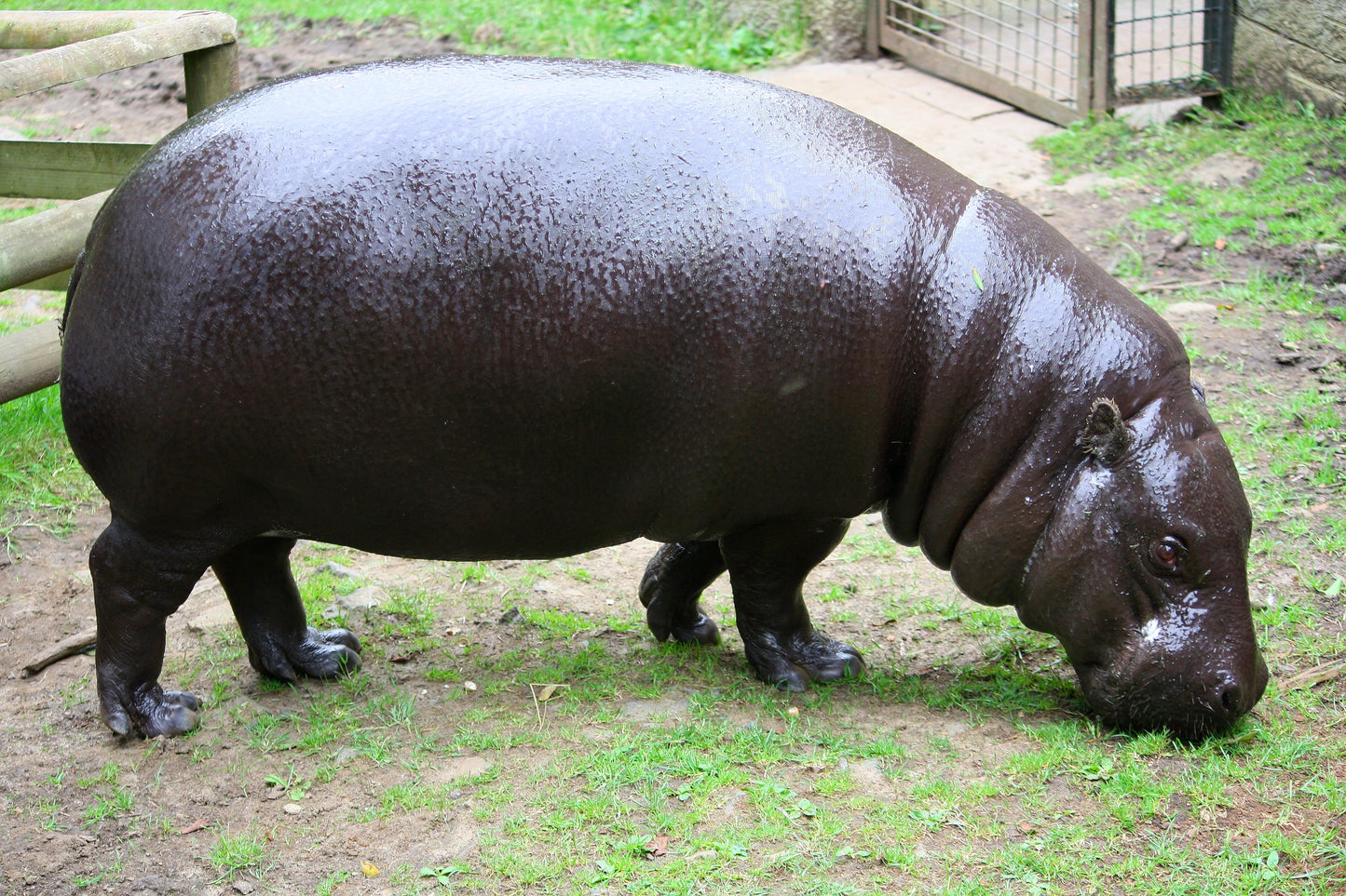 Pygmy Hippopotamus Hippo Glossy Poster Picture Photo Print Banner Conversationprints