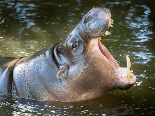 Pygmy Hippopotamus Hippo Mouth Glossy Poster Picture Photo Print Banner Conversationprints