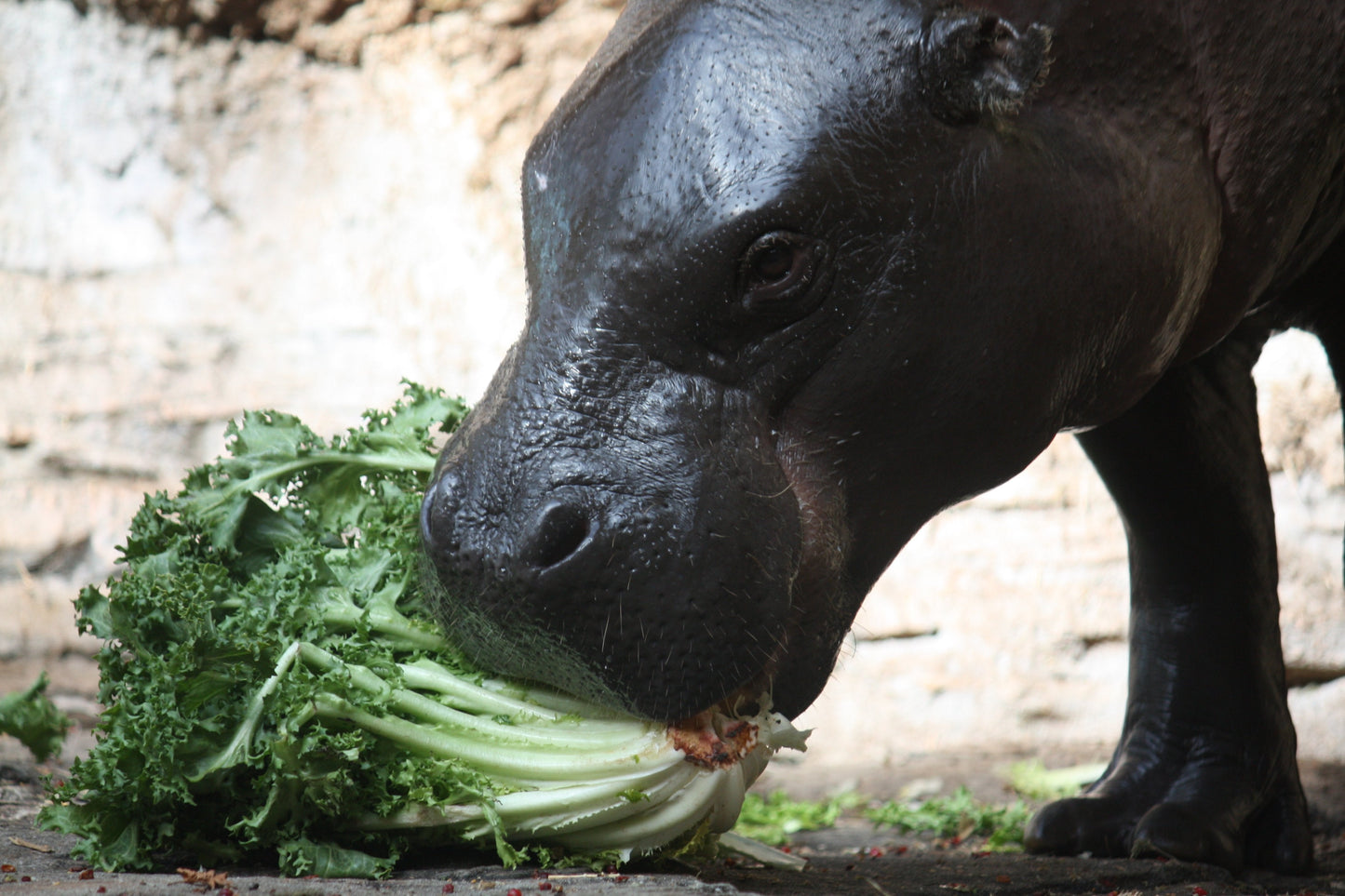 Pygmy Hippopotamus Hippo Eating Glossy Poster Picture Photo Print Banner Conversationprints