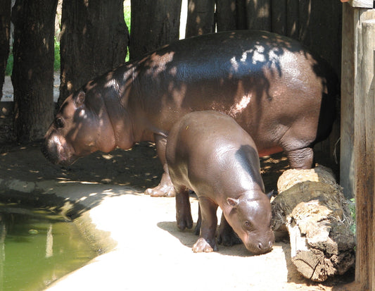 Pygmy Hippopotamus Baby Moo Deng Glossy Poster Picture Photo Print Banner Conversationprints