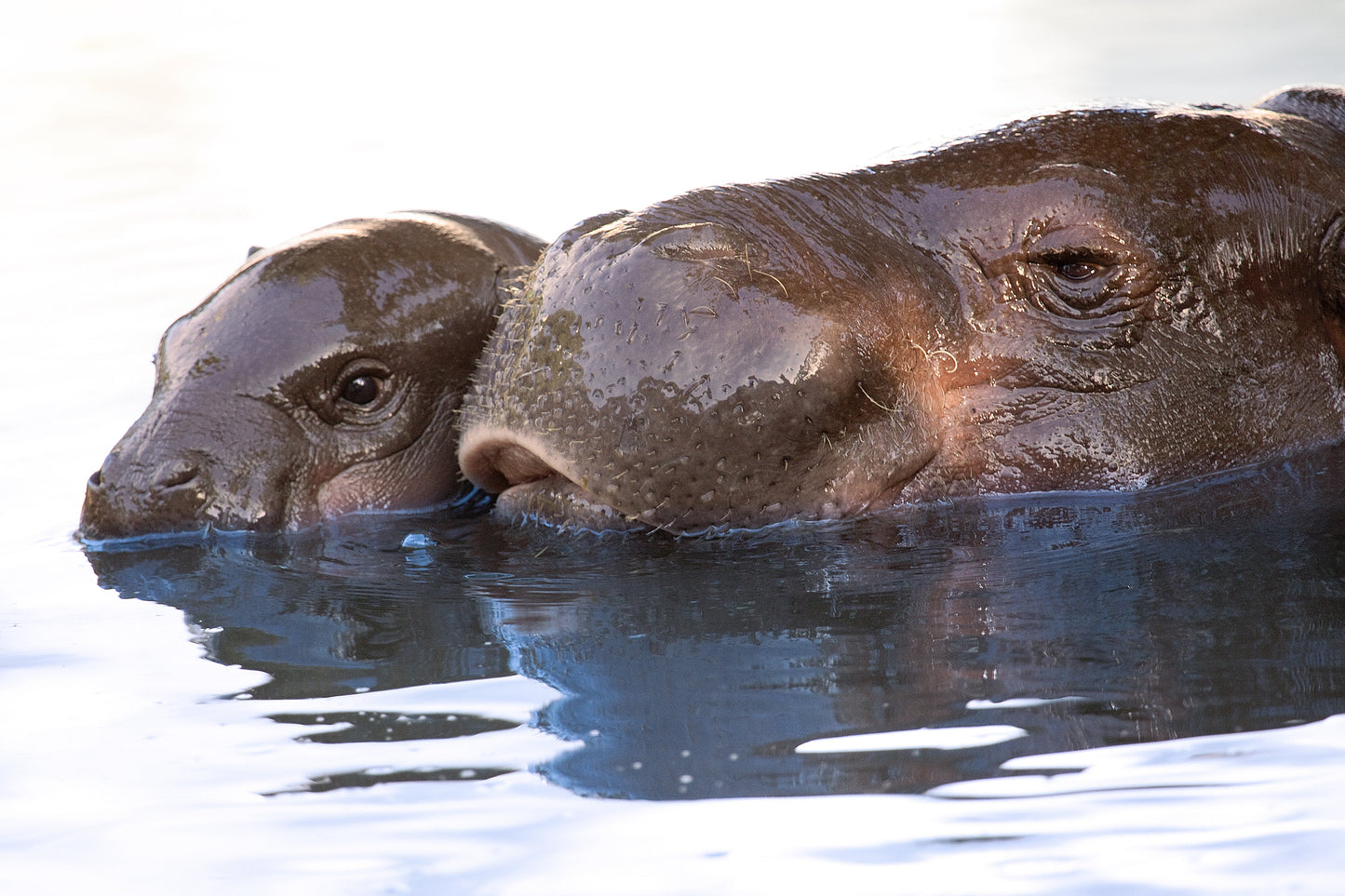 Pygmy Hippopotamus Swimming Hippo Glossy Poster Picture Photo Print Banner Conversationprints