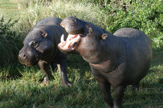 Pygmy Hippopotamus Hippos Grass Glossy Poster Picture Photo Print Banner Conversationprints