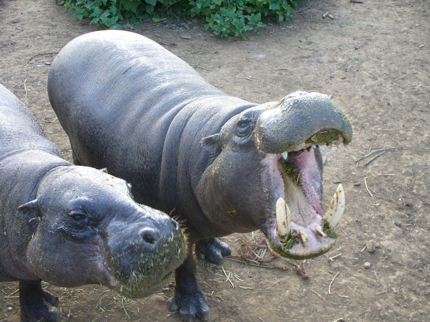 Pygmy Hippopotamus Moo Deng Hippo Glossy Poster Picture Photo Print Banner Conversationprints