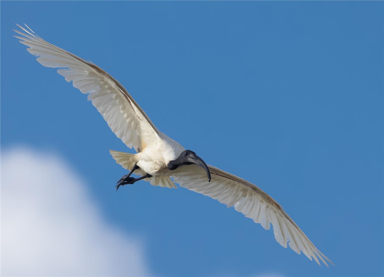 Black Headed Ibis Oriental White Glossy Poster Picture Photo Print Banner Conversationprints