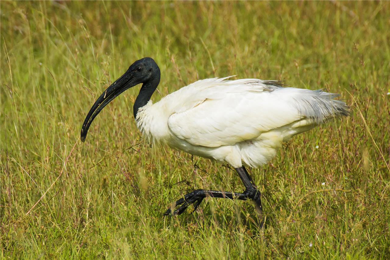 Black Headed Ibis Wading Bird Glossy Poster Picture Photo Print Banner Conversationprints