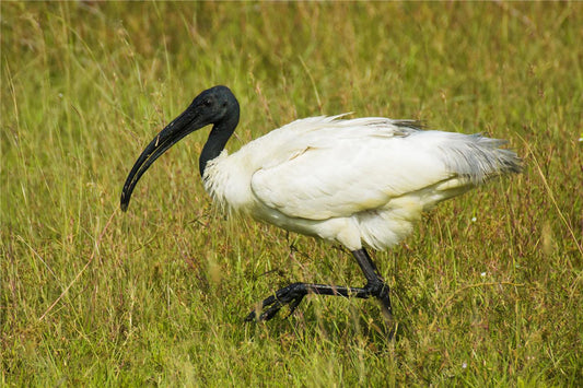 Black Headed Ibis Wading Bird Glossy Poster Picture Photo Print Banner Conversationprints