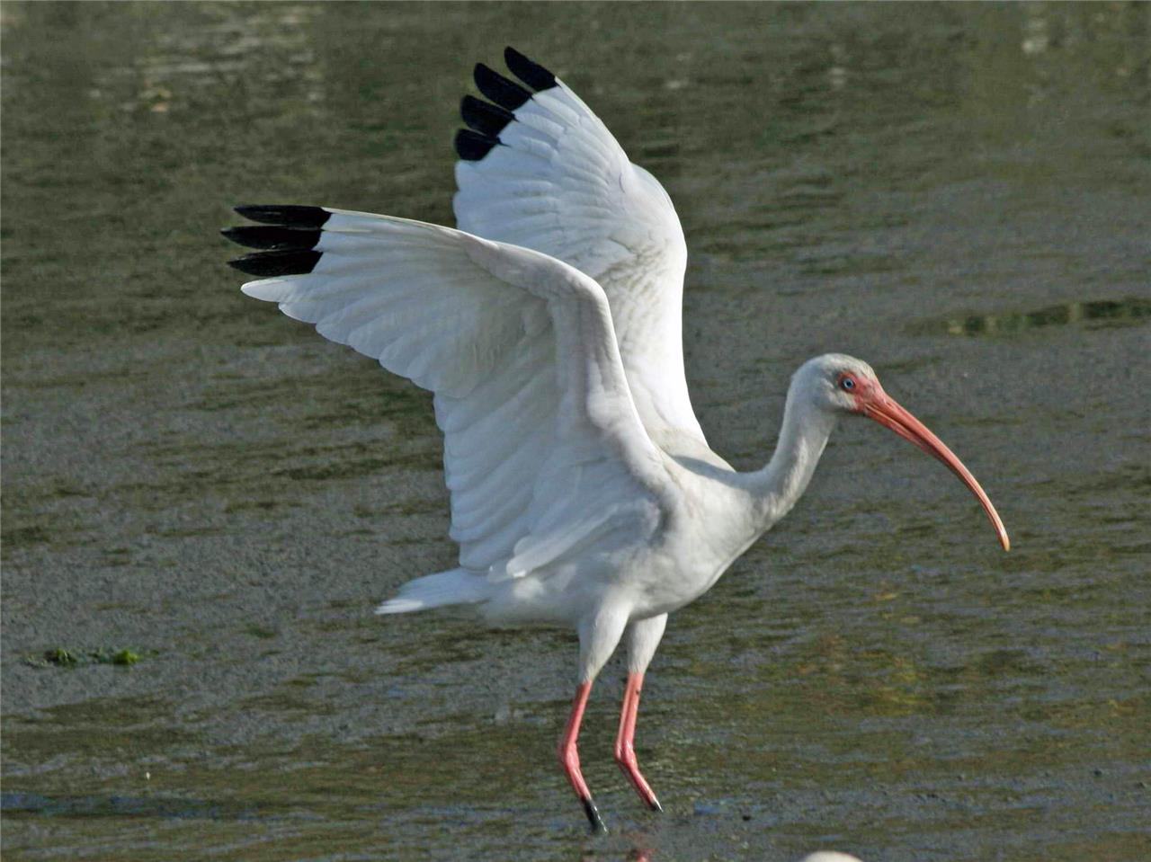 American White Ibis Bird Glossy Poster Picture Photo Print Banner Conversationprints