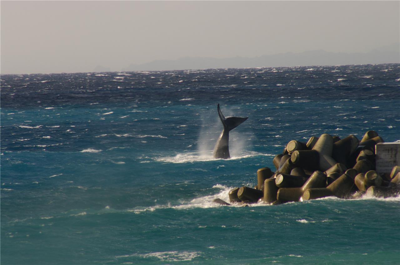 North Pacific Right Whale Tail Glossy Poster Picture Photo Print Banner Conversationprints