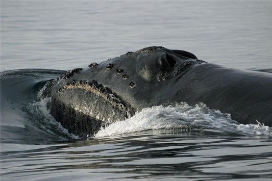 North Pacific Right Whale Glossy Poster Picture Photo Print Banner Conversationprints