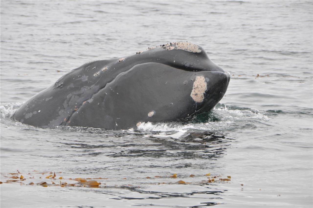 North Pacific Right Baleen Whale Glossy Poster Picture Photo Print Banner Conversationprints