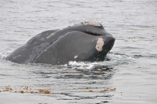 North Pacific Right Baleen Whale Glossy Poster Picture Photo Print Banner Conversationprints